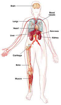 Human Anatomy graphic