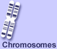 Chromosomes