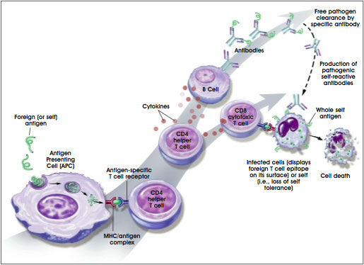 Immune Response to Self or Foreign Antigens