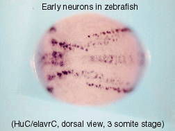 HuC expression reveals the simple pattern of early neurons in the zebrafish neural plate at the 3-somite stage 