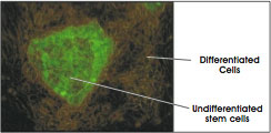 Microscopic Image of Fluorescent-Labeled Stem Cell