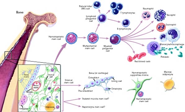 Graphic depicting steps in hematopoietic and stromal stem cell differentiation