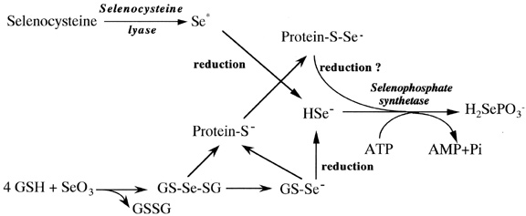 Proposed reactions for the formation of protein perselenide and pathways for selenophosphate formation. Cysteine-free rhodanese-type enzyme is shown as a protein (S ). Se*, an unidentified transfer form of selenium.