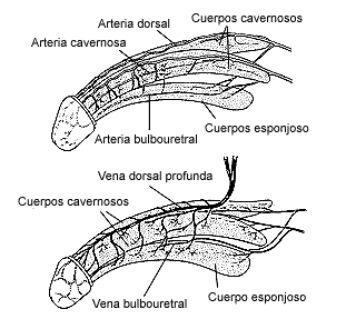 Ilustración de dos penes