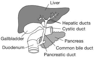 Illustration of the gallbladder and adjoining organs, the liver, pancreas, and duodenum.