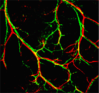 Nerves (green) associate with arteries (red) in the embryonic limb skin.