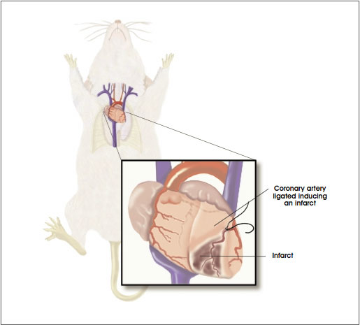 Rodent Model of Myocardial Infarction
