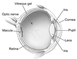 Diagram of the human eye.