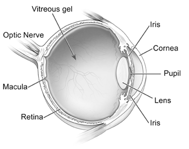 Diagram of the eye.