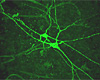 Groups of cells in the reticular activating system (RAS) of the brain communicate electrically with one another through tiny openings in their membranes. This photo shows two RAS cells injected with fluorescent dye and dendrites visualized using a confocal microscope. (Photo courtesy of Edgar Garcia-Rill, Center for Translational Neuroscience)