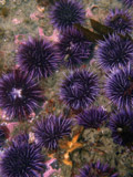Scientists have uncovered the purple sea urchin's 23,300 genes. (Photo by Charles Hollahan)