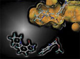 Scientists are using nuclear magnetic resonance spectroscopy to probe interactions between small molecules and proteins as a first step in identifying potential drug targets. New instruments, supported by an NCRR High-End Instrumentation grant, will allow more researchers to benefit from the technology. (Image courtesy of Burnham Institute for Medical Research)