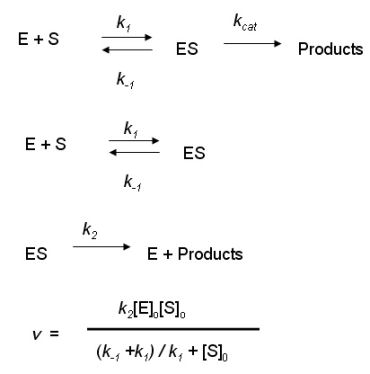 michaelis-menten kinetics equation