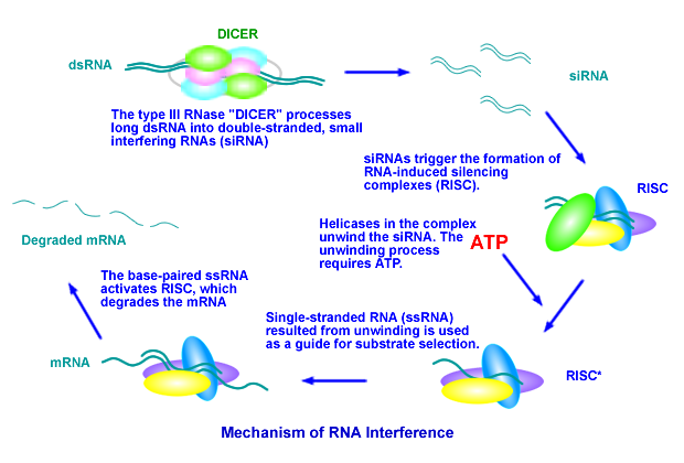 The mechanism of RNAi