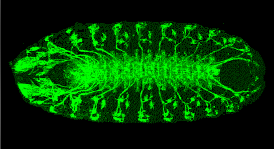 Fly embryo nervous system wild type animated GIF image