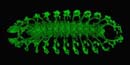 Fly embryo nervous system wild type image