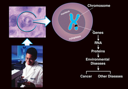Molecular Pathogenesis - Environmental Disease: Photo of researcher examining cell.  Closeup diagram of cell. Progression of genes/chromsome to cancer and other diseases. 