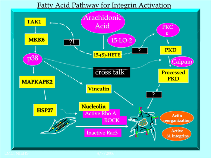 The dietary fatty acid, arachidonic acid, has been found to activate several protein kinase signaling pathways in human breast tumor cells. These pathways include both mitogen activated protein kinases, such as MKK6 and p38, as well as protein kinase C, protein kinase D and the RhoA GTPase. Each of these pathways is critical for the final alterations in cell behavior, such as increased cell-matrix adhesion and cell invasion, which are dependent on the reorganization of the actin cytoskleton and the activation of integrins, and cell surface receptors for matrix proteins such as collagen IV.