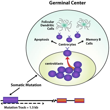 The process occurs in the germinal center, probably in the rapidly dividing centroblast B cells. B cells that express the immunoglobulin receptor on their surface and that have differentiated into centrocytes are then selected for their ability to bind foreign antigen presented by dedicated antigen-presenting cells called follicular dendritic cells. Selected B cells differentiate into memory B cells, while B cells with poor binding activity—or perhaps that are self-reactive—undergo apoptosis.