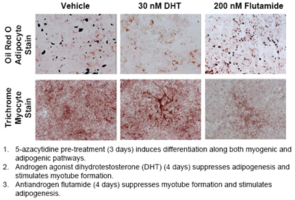 Figure 4: Development of an assay for effects of androgen receptor (AR) modulators on stem cell differentiation. Mouse C3H 10T1/2 cells were treated for 72h with 5-azacytidine (20 µM) to induce differentiation into fat or muscle cells. Cells were re-plated and treated with vehicle, AR agonist dihydrotestosterone (DHT) or AR antagonist flutamide twice weekly for a period of seven days in DMEM media containing 10% fetal bovine serum. Top Row (40x objective): Differentiation to adipocytes was observed using the lipid-specific stain Oil Red O. Lipids are stained red and nuclei are blue. Bottom row (10x objective): Differentiation to myocytes and myotubes was observed using Massons’ Trichrome stain. Muscle cells are stained red and nuclei are black. Androgen treatment favors muscle-cell lineage while suppressing fat cell lineage. Antiandrogen flutamide has the inverse effect. Complete medium contains androgens from the serum; the flutamide effect along probably represents suppression of the effects of endogenous androgens.