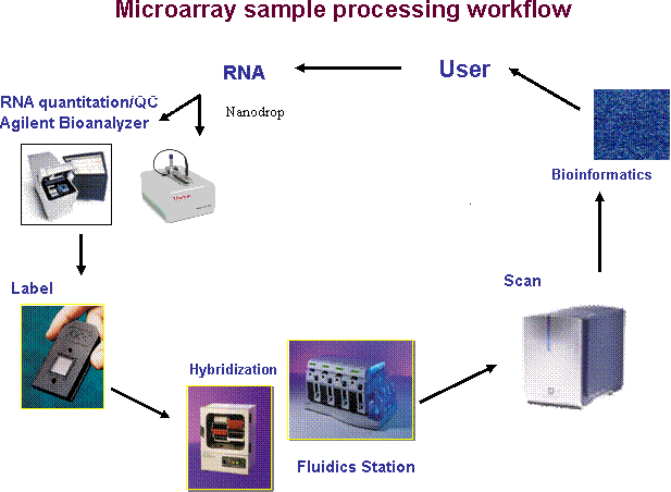 Microarray Sample Processing Workflow