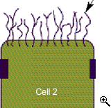 drawing of a cell