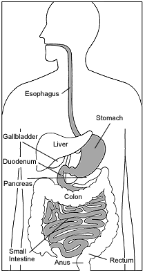Illustration of the digestive system with the stomach, duodenum, and small intestine highlighted.