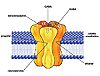 Schematic drawing of the γ-aminobutyric acid receptor (GABAA) ligandgated ion channel complex. The receptor molecule is formed by the confluence of five subunit proteins