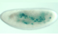 Fly embryo heart mutant image
