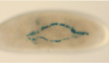 Fly embryo heart mutant image