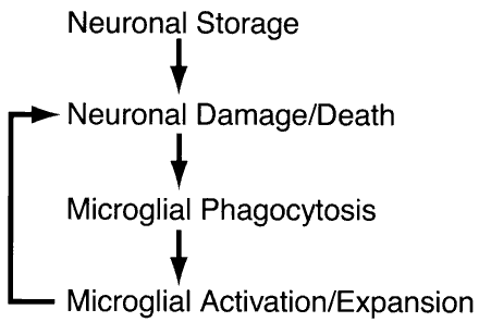 In this model, the storage of GSLs causes primary neuronal damage. Microglia recognize damaged and dying neurons and remove them by phagocytosis. The inability of the enzyme-deficient microglia to catabolize endocytosed GSLs leads to their activation and the recruitment of additional microglial precursors from blood. The large expansion of the activated microglial population produces high levels of neurotoxic mediators, which provide an additional insult to the neurons already stressed by GSL storage, resulting in widespread neuronal apoptosis.