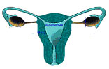 Image of the uterus and fallopian tubes