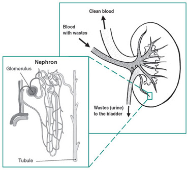 Illustration of a kidney and an enlargement of the nephron.