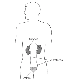 La imagen de las partes del trecho urinario, con etiquetas que señalan a los riñones, a los uréteres, y a la vesícula