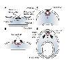 Embryonic Development of the Nervous System