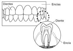 Ilustración de los dientes, las encías y un diente. Una parte de la ilustración se etiqueta para mostrar los dientes y las encías. Otra parte de la ilustración se etiqueta para ensenar una toma trasversal del diente y la encia.