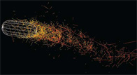 In this computer model, a Listeria bacterium propels itself through an infected cell by stimulating the growth of cellular filaments (yellow and red) at the cell's surface. Jonathan Alberts, Susanne Rafelski, and Garrett Odell