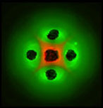  Prey cells (red) are forced to the center of the plate when predator cells (green) are initially placed at four points around the petri dish. Credit: Hao Song