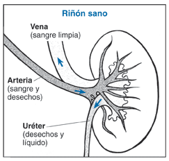 Ilustración del corte transversal de un riñón sano con sus partes y funciones etiquetadas.
