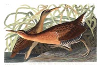 King Rail (Rallus Elegans)