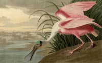 Roseate Spoonbill from The Birds of America