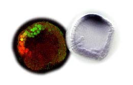 Left: photo of NK2.1 (green)/GSC (red) in a blastula; Right: photo of FoxQ2 mRNA in a blastula