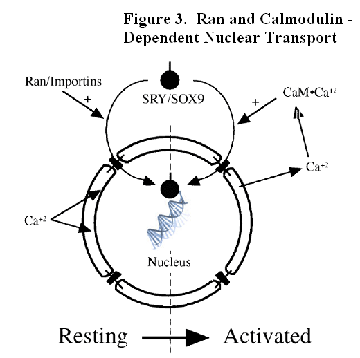 Ran and Calmodulin - Dependent Nuclear Transport