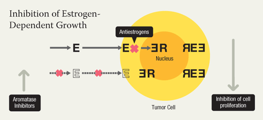 Inhibition of Estrogen-Dependent Growth