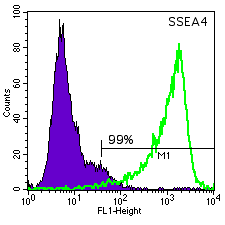 ES01 SSEA-4 histogram