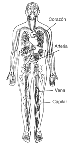 Imagen del cuerpo humano que muestra la red de los vasos sanguíneos