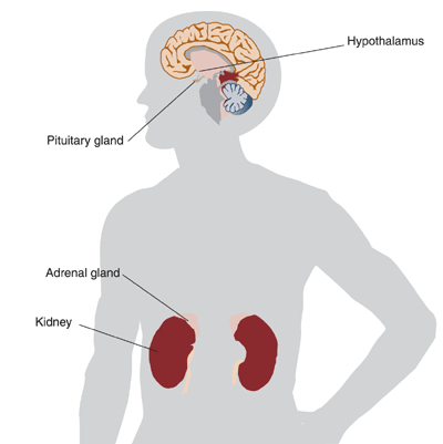 Location of the components of the hypothalamic-pituitary-adrenal (HPA) axis 