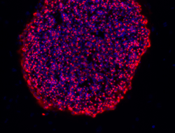 TRA-1-80 stain image of cell line BG03