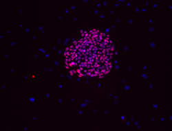 Oct-4 stain image of cell line BG03