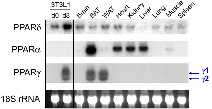 Fig. 1. Tissue distribution of PPARs